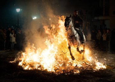 Horses jumping above the fire without fear clipart