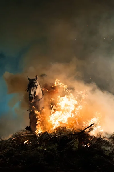Caballos saltando sobre el fuego sin miedo — Foto de Stock