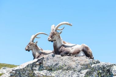 kayanın üzerinde dağ keçileri ön planda uzan
