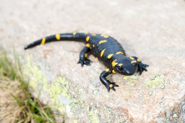 semender taş granit Rive üzerinde ön planda