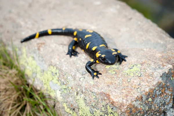 Salamandra em primeiro plano em pedra granito Rive — Fotografia de Stock