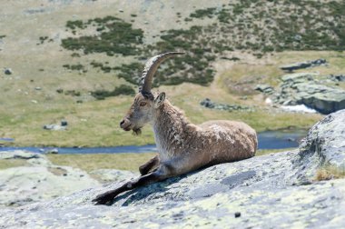Gredos dağ taş üzerine yalan keçi