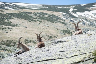 Gredos dağ taş üzerine yalan keçi