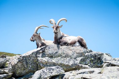 goat lying on the stone of the Gredos mountain clipart