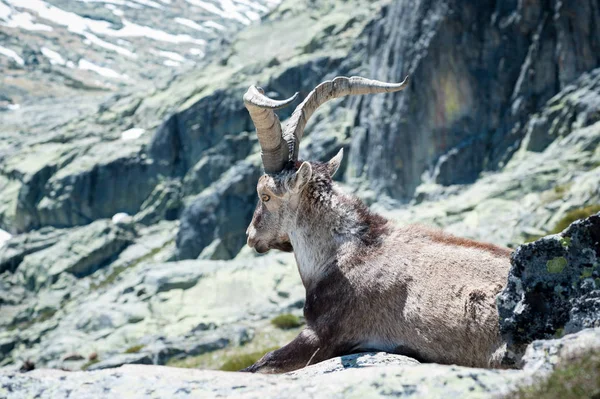 Geten liggande på stenen av berget Gredos — Stockfoto