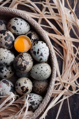 Kuş yumurtaları bir tanesi ile kırık ve yol göster