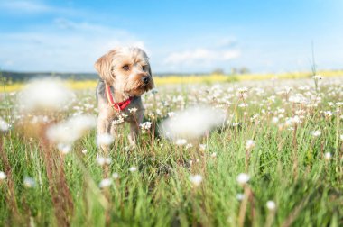 Yorkshire Terrier arka planını izole ön planda 