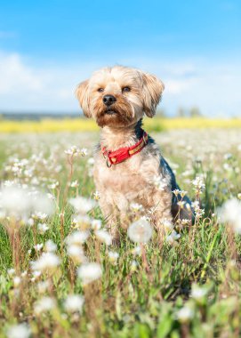 Yorkshire Terrier arka planını izole ön planda 