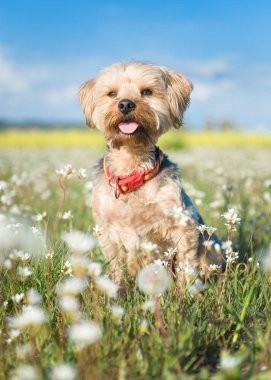 Yorkshire Terrier arka planını izole ön planda 