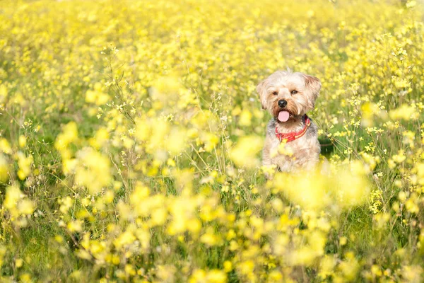 Yorkshire Terrier i förgrunden isolerade från bakgrund av — Stockfoto