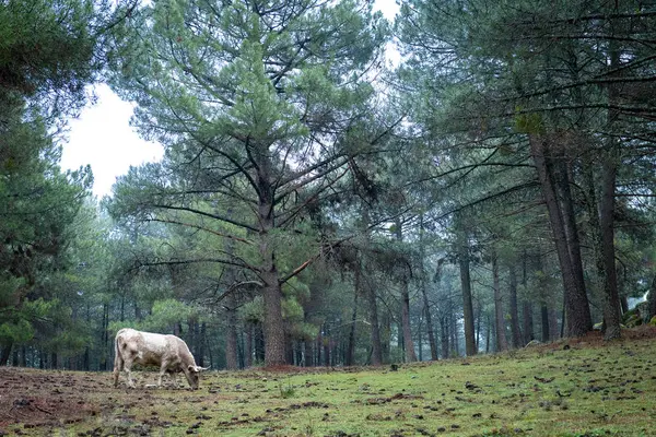 Ko bete bredvid dungen i panorami — Stockfoto