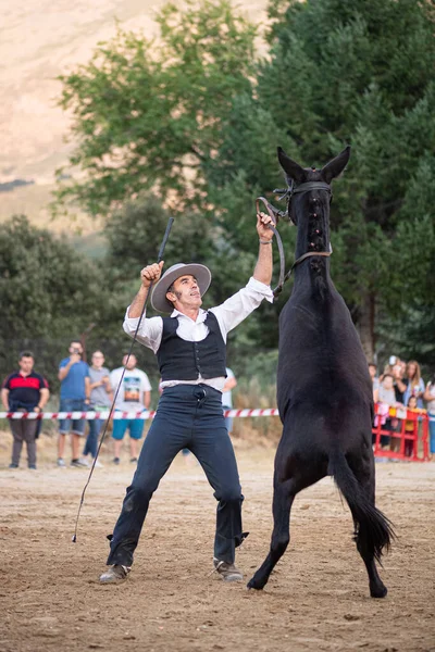 Paardrijden Paarden Dressuur Dans Tentoonstelling Gehouden Stad Serranillos Avila Spanje — Stockfoto