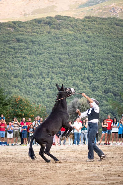 Riding Horseback Riding Horse Dressage Dance Exhibition Held Town Serranillos — Stock Photo, Image