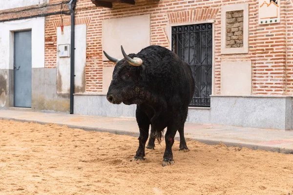 Toro Capea Bravo Celebrado Región Ávila España Celebrado Durante Mes — Foto de Stock