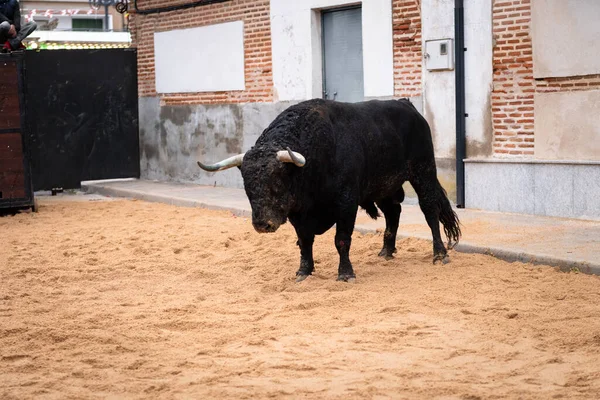 Bull Capea Bravo Held Region Avila Spain Held Month Januaryof — Stock Photo, Image