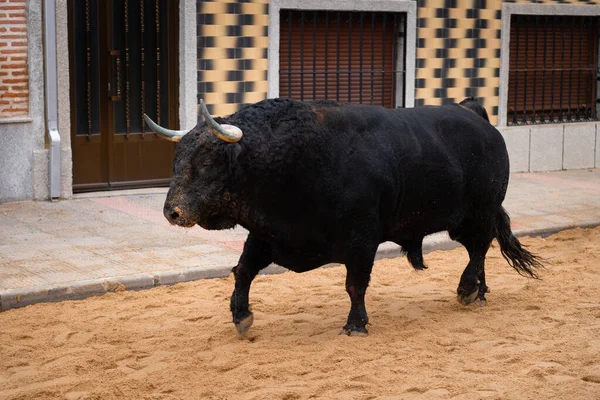 Bull Capea Bravo Held Region Avila Spain Held Month Januaryof — Stock Photo, Image