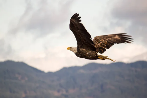 Bald Eagle Gliding Harrison River — Stock Photo, Image