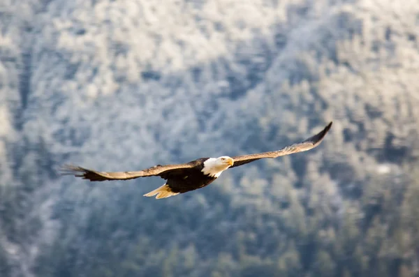 秃鹰在森林中飞来飞去 — 图库照片