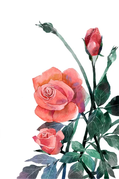 Watercolor painting of flowers roses Orange, Pink, — Stockfoto