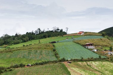 Dağ, dağ sis, Bahçe marul