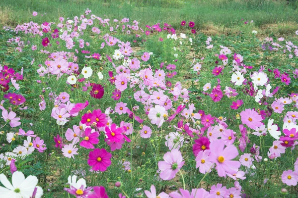 Bloementuin, bloementuin Cosmos — Stockfoto