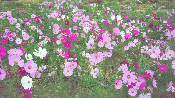 Blomma trädgård, kosmos blomma trädgård — Stockfoto