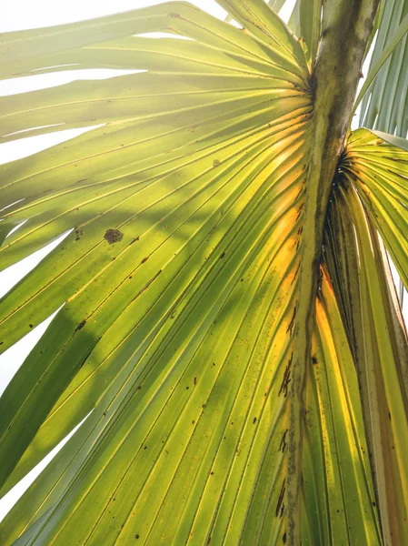 Folhas de fundo folhas de palma — Fotografia de Stock