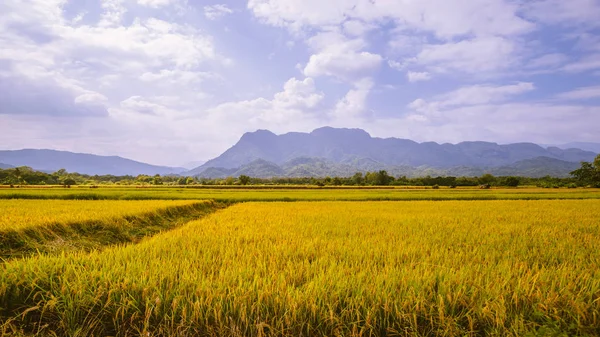 Champ de riz et fond du ciel. Rizières vertes, Rizières Jaune doré Sur les montagnes . — Photo