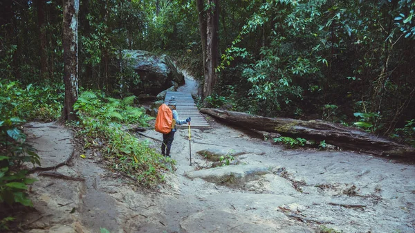 Libre Mujer Viajero Naturaleza Relajación Viaje Caminata Mochila Por Bosque — Foto de Stock