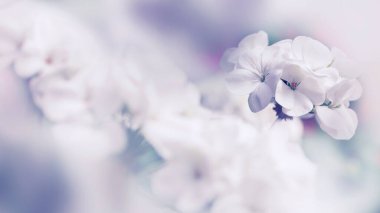 Geranium çiçeği. Bahçe çiçekleri Bir buket beyaz çiçek bulanıklaşıyor. Tam çerçeve, dijital resim. Sardunya beyazı