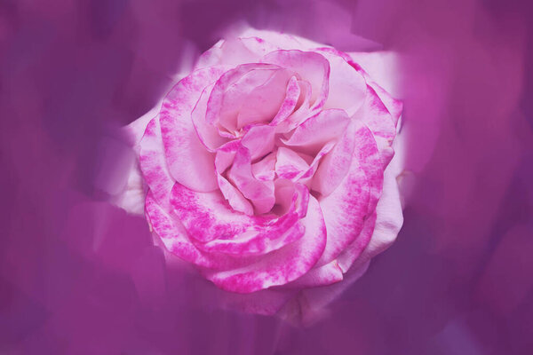 Pink rose background. Digital drawing, rose oil paint. Full frame, Space for text. background flower.
