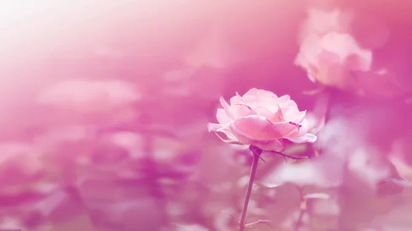 Fundo Natureza Flor Valentine Laranja Pastel Rosa Flor Cheia Contexto — Fotografia de Stock