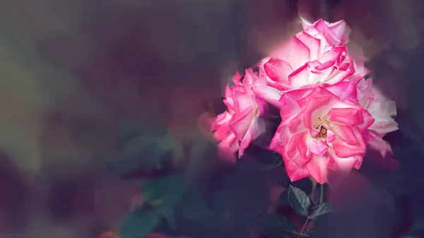 Pink rose background. Digital drawing, rose oil paint. Full frame, Space for text. background flower.