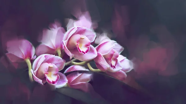 Achtergrond Cymbidium Orchideeën Digitale Tekening Orchideeën Olieverf Volledig Frame Ruimte — Stockfoto