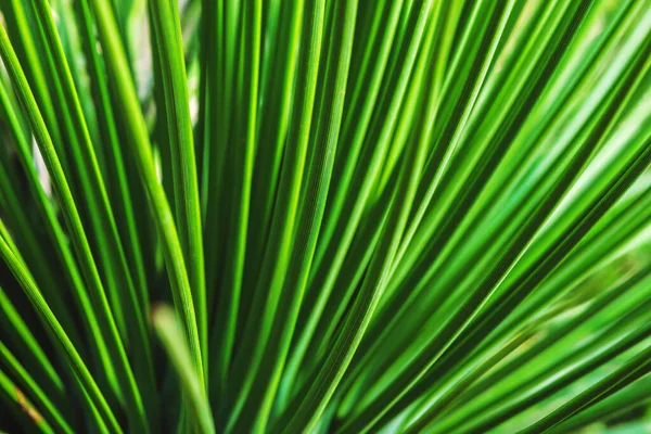 Фоновый Кактус Природы Зеленое Кактусное Дерево Полный Кадр Фоновый Кактус — стоковое фото
