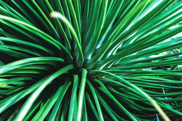 Háttér Természet Kaktusz Zöld Kaktuszfa Teljes Keret Háttér Kaktusz — Stock Fotó