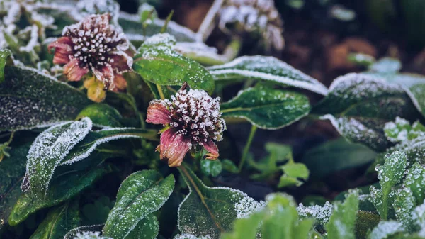 Φόντο Λουλούδι Osteospermum Μωβ Λουλούδια Φροστ Είναι Στα Φύλλα Και — Φωτογραφία Αρχείου