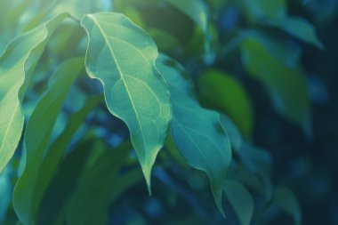 Yeşil yaprakların doğal arka planı. Arkaplan yaprakları yeşil.