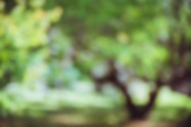 Güneş görkemli yeşil bir ağacın içinden parlıyor, bir yaz. Ağaç resmi bulanık, bokeh