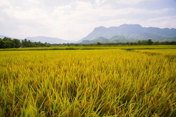 Gros Plan Riz Doré Dans Rizière Rizière Mûre Fond Ciel — Photo