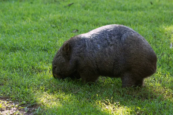 Wombat Een Buideldier Uit Australië Deze Schattige Knuffelige Kerel Voedt — Stockfoto