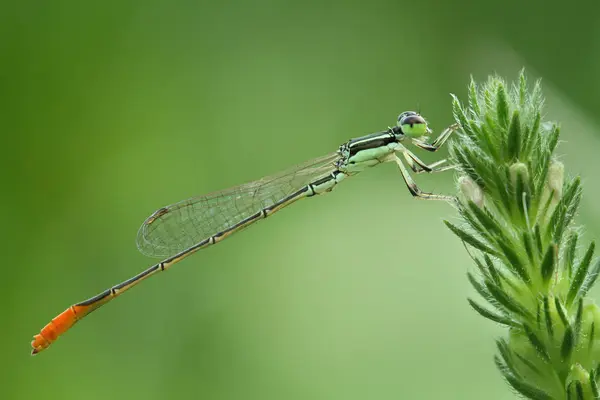 Orange tailed green Dragonfly/Damselfly/Zygoptera perches on green plant — Stock Photo, Image