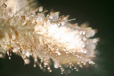 Backlighted bladygrass güzel bokeh, karanlık arka planda izole ile Imperata cylindrica