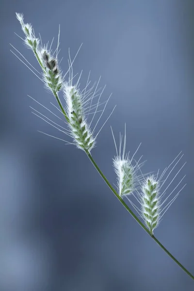 Güzel backlighted su çim mavi arka plan (Echinochloa)