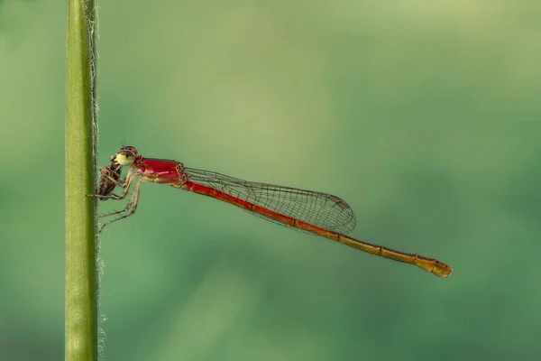 Red Dragonfly/damselfly/Zygoptera eats prey on green grass stem — Stock Photo, Image