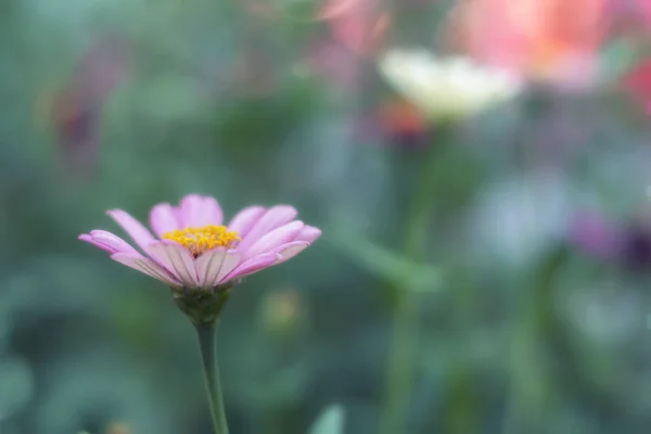 Güzel pembe papatya/Bellis lerdeki yeşil bahçe bulanık