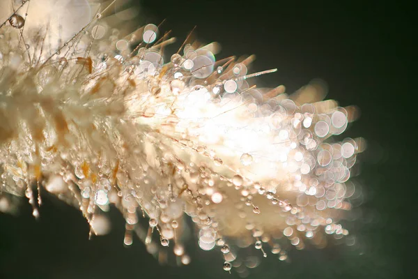 Backlighted bladygrass güzel bokeh, karanlık arka planda izole ile Imperata cylindrica