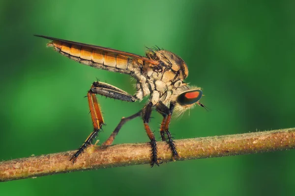 Orange Robberfly/Asilidae perches on dry twig with green background — Stock Photo, Image