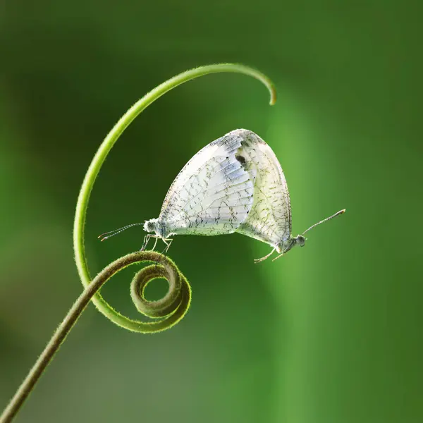 Beyaz kelebekler (Pieridae Leptosia Nina) yeşil ateş üzerinde asılı çiftleşme