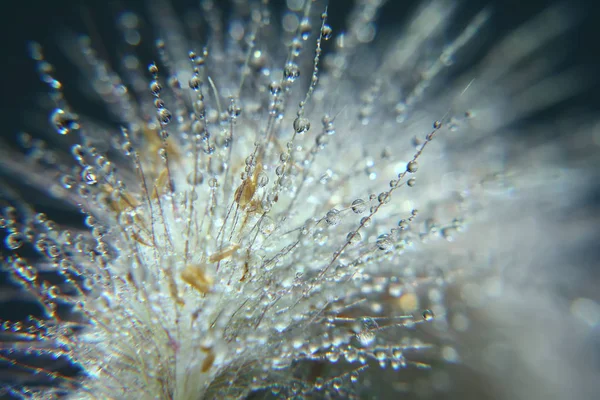 Backlighted bladygrass güzel bokeh, karanlık arka planda izole ile Imperata cylindrica